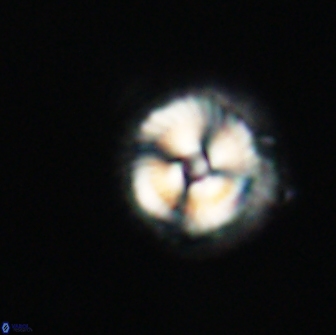 Noelia unverdii 64866