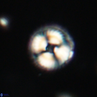 Noelia unverdii 64868