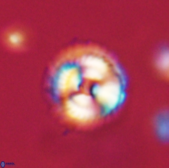 Noelia unverdii 64869