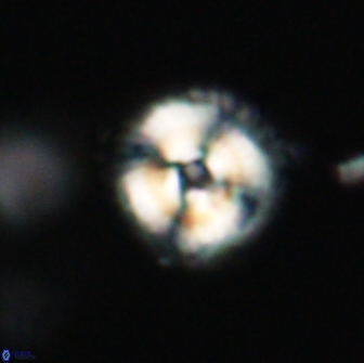 Noelia unverdii 64874