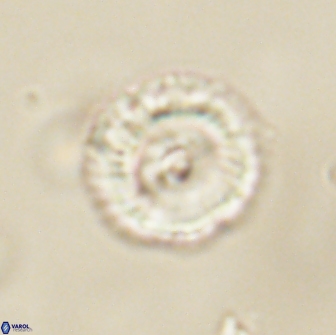 Noelia unverdii 64876