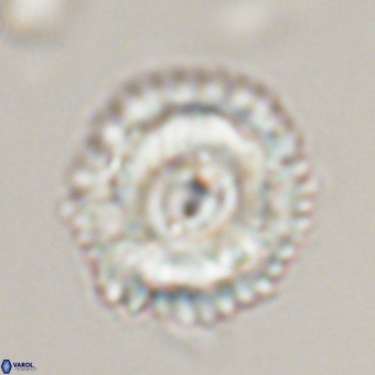 Noelia unverdii 70408