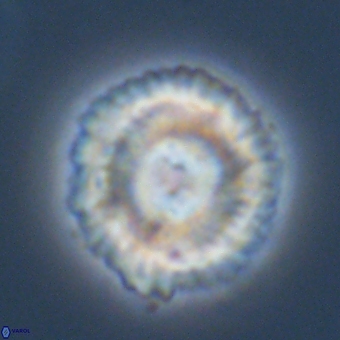 Noelia unverdii 70409