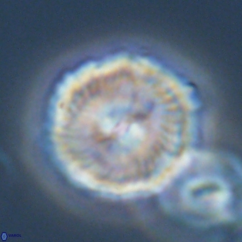 Noelia unverdii 70410