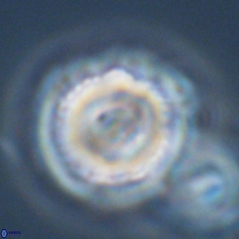 Noelia unverdii 70411