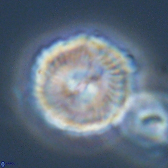 Noelia unverdii 70412