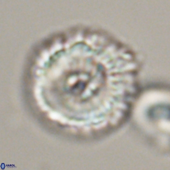 Noelia unverdii 70414