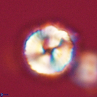 Noelia unverdii 70415