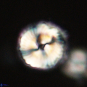 Noelia unverdii 70416