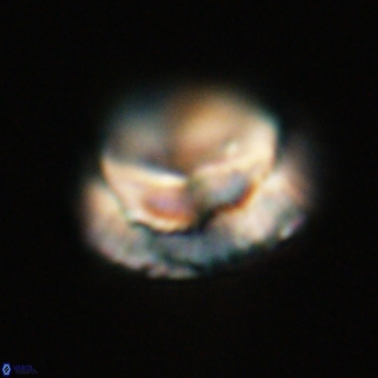 Noelia unverdii 70421