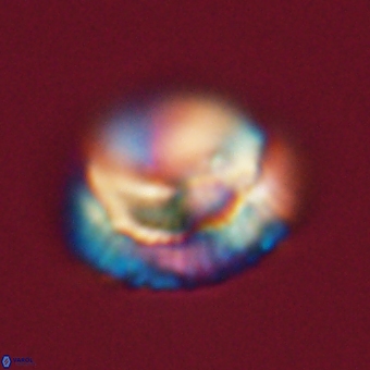 Noelia unverdii 70422