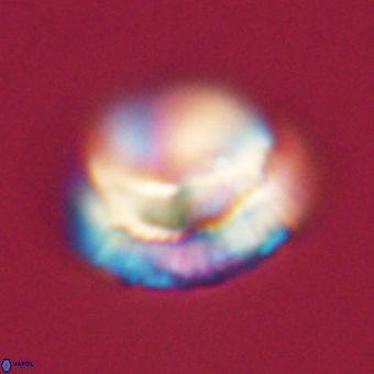 Noelia unverdii 70423