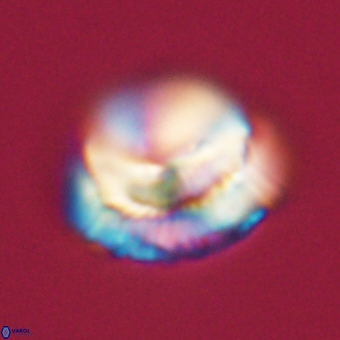 Noelia unverdii 70424