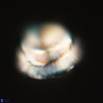 Noelia unverdii 70426