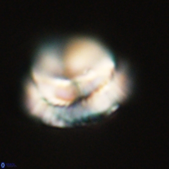 Noelia unverdii 70427