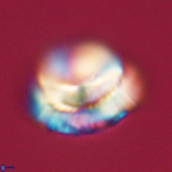 Noelia unverdii 70429