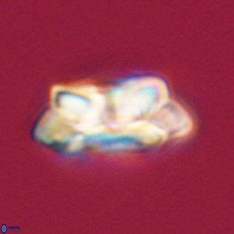 Noelia unverdii 70430