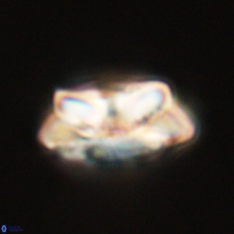 Noelia unverdii 70431