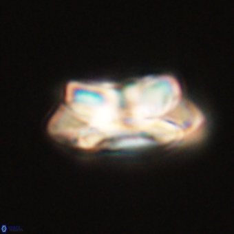 Noelia unverdii 70432