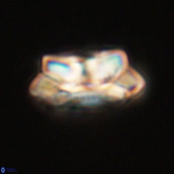 Noelia unverdii 70433