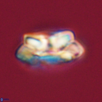 Noelia unverdii 70434