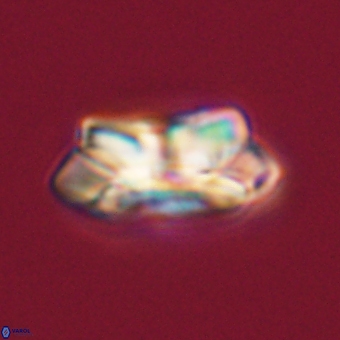 Noelia unverdii 70435