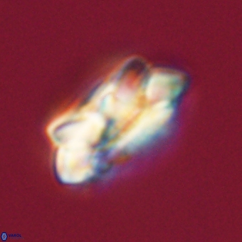 Noelia unverdii 70436