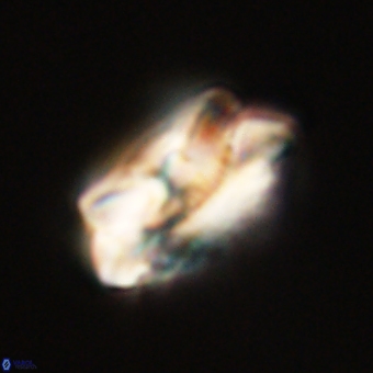 Noelia unverdii 70437