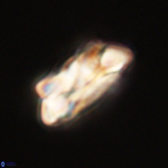 Noelia unverdii 70438