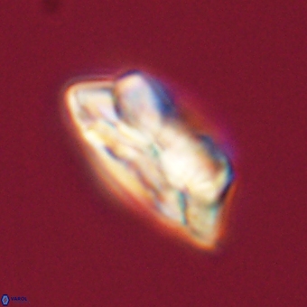 Noelia unverdii 70440