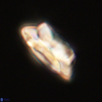 Noelia unverdii 70441