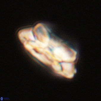 Noelia unverdii 70442