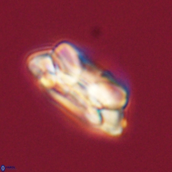 Noelia unverdii 70443