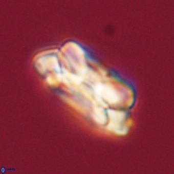 Noelia unverdii 70444