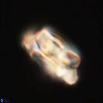 Noelia unverdii 70446