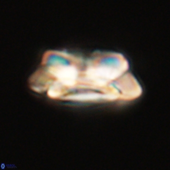 Noelia unverdii 70447