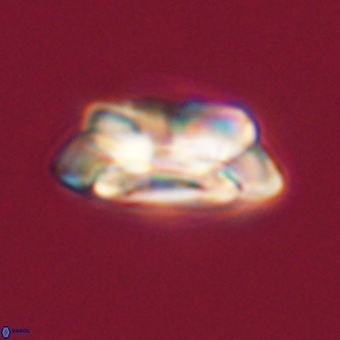 Noelia unverdii 70448