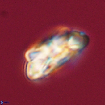 Noelia unverdii 70449