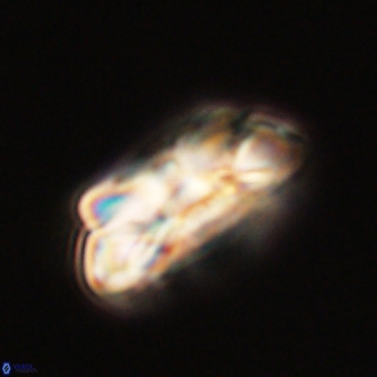 Noelia unverdii 70450