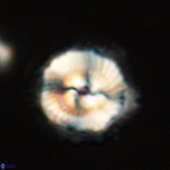 Noelia unverdii 70451