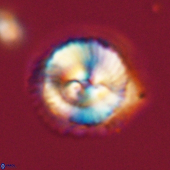 Noelia unverdii 70453