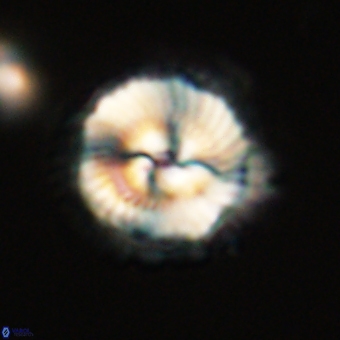 Noelia unverdii 70454