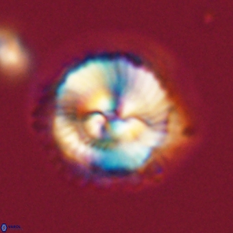 Noelia unverdii 70455