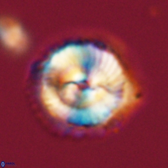 Noelia unverdii 70456