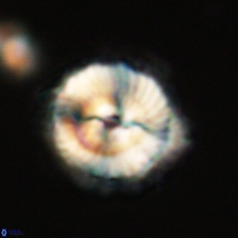 Noelia unverdii 70457