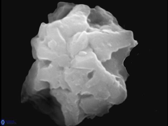 Olladiscoaster asterilithos 29586