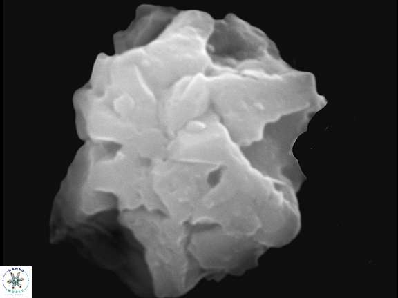 Olladiscoaster asterilithos 29586