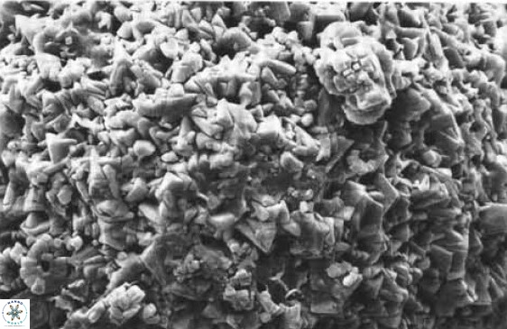 Fuettererella flora VR 09139