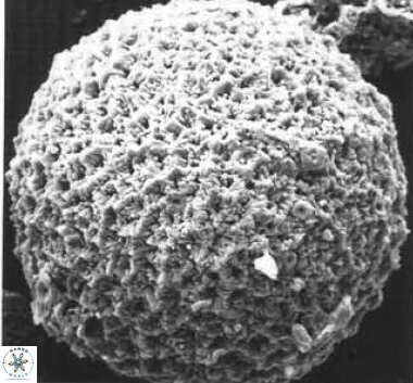 Fuettererella flora VR 09139