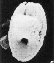 Owenia hillii 39016